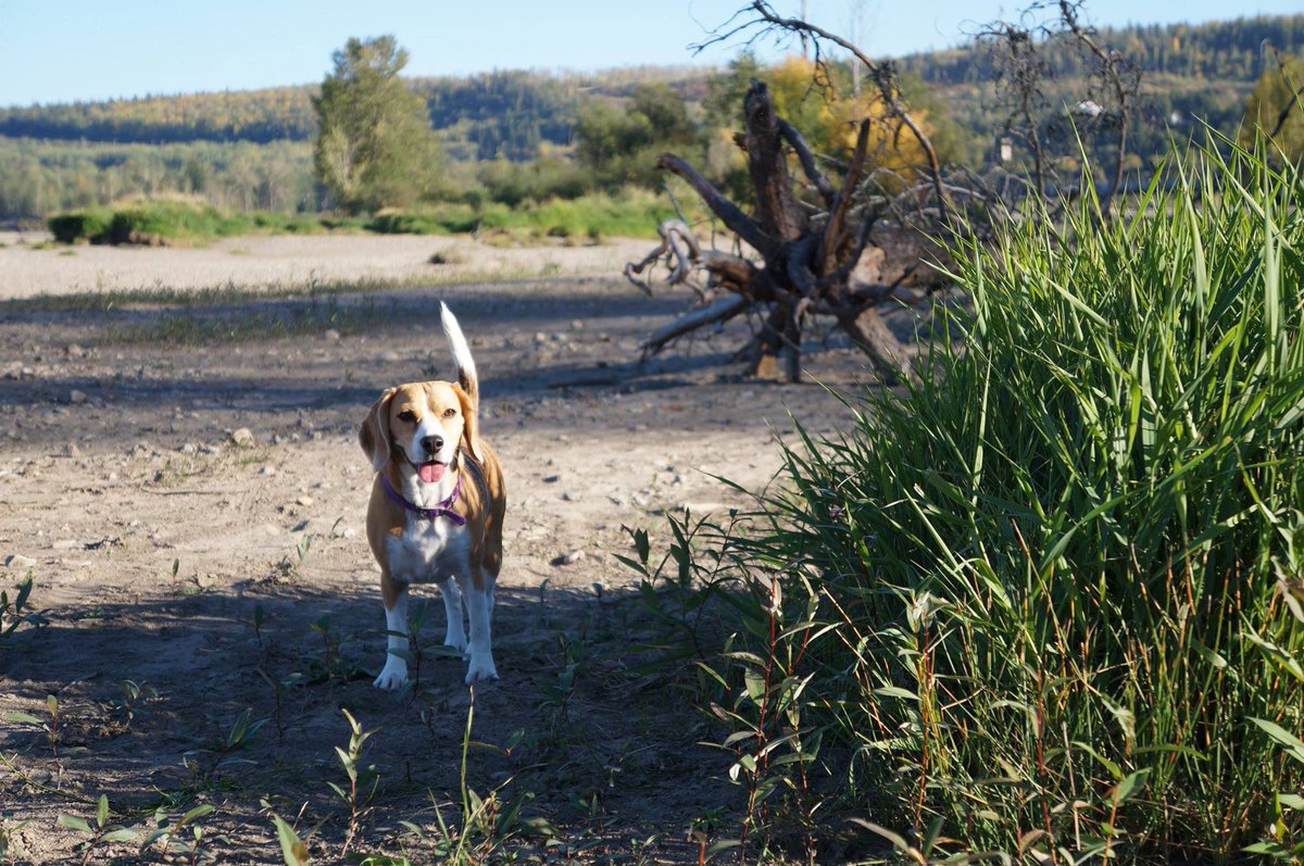 Beagle Facts tweet media