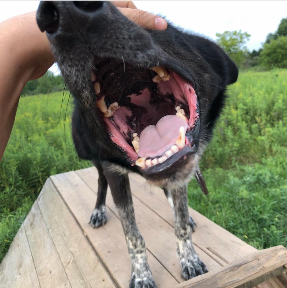 Why Are Dogs Mouths Black And Pink