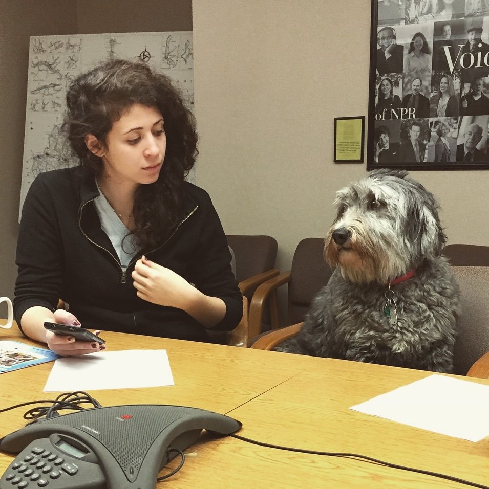 AChangeOfTune's tweet photo. Someone told me it's #LoveYourPetDay.
Which, for me, means "Love Your Pet (who occasionally attends @nprmusic meetings + is sometimes mistaken as a small bear by young children)."
And I wouldn't have it any other way.
😚❤🐶 #NationalLoveYourPetDay #dogsofNPR https://t.co/fF4L0OzegZ