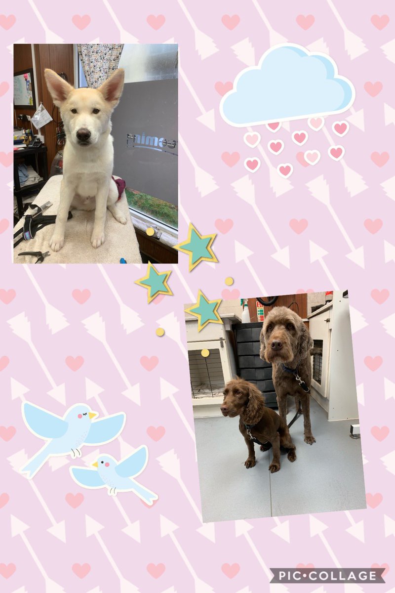 #enjoy the pamper <a href="/Wellpetltd/">Wellington Pet Ltd</a> <a href="/TrophyPetFoods/">Trophy Pet Foods TQ</a> <a href="/DevonLovesDogs/">Devon Loves Dogs</a> <a href="/DoggyDevon/">Doggy Devon</a> <a href="/Devon_Hour/">#DevonHour</a> <a href="/TheGoodDogGuide/">The Good Dog Guide</a>