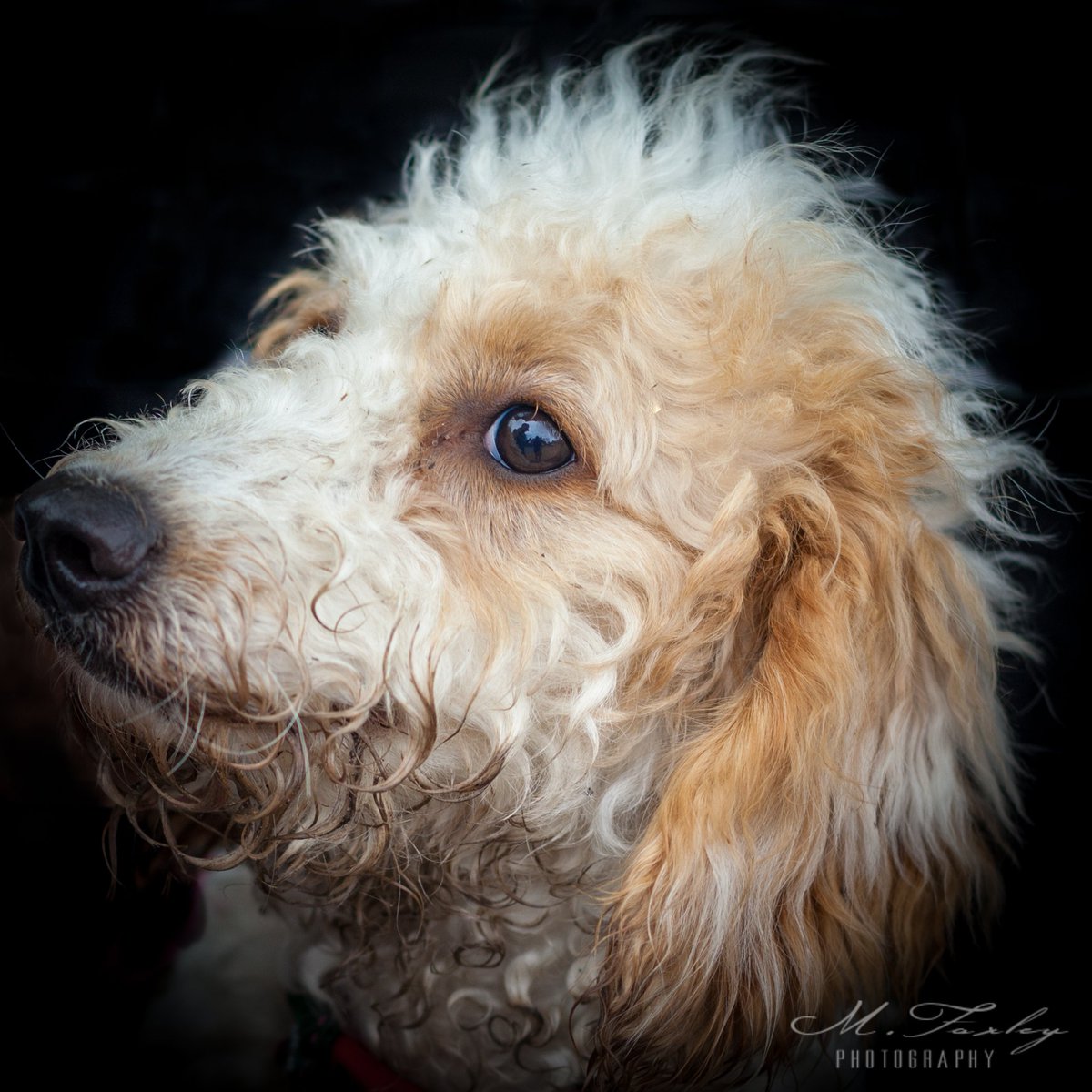 FoxleyPhoto's tweet photo. Happy #LoveYourPetDay to all the lovely animal lovers out there.  Here are a few #photographs I took on Monday at @UptonCPark of Jasper &amp; Ella #Jackapoo #Cockapoo #petphtography #Dorset #definingmedia @DogsTrust @TheGoodDogGuide @dotty4paws @dogownersuk @dogfriendlyto @dogs https://t.co/qpB3kLnLhn