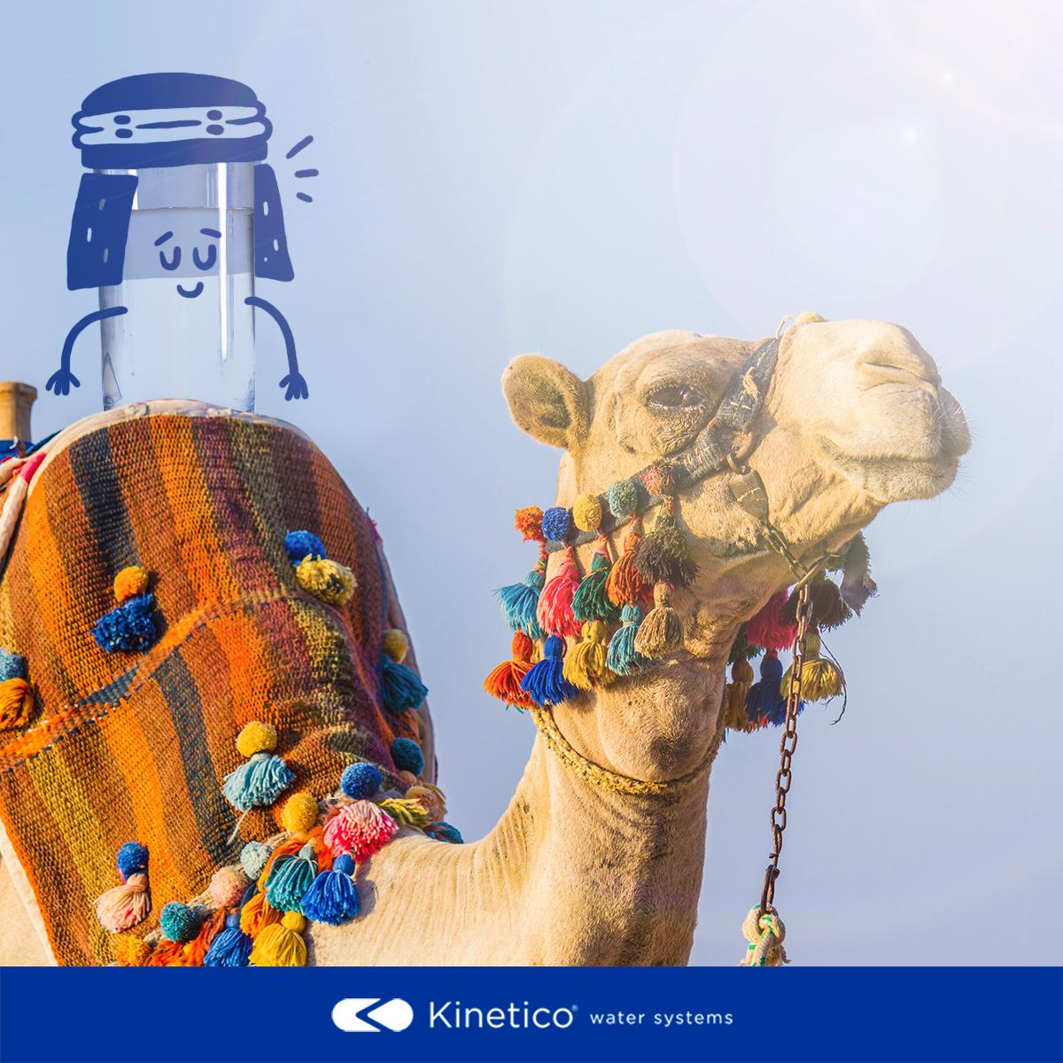 TappyThoughts's tweet photo. Today is extra special for Lumpy, my pet camel. It's #HumpDay and #LoveYourPetDay. Tonight I'll give him lots of his favorite, #KineticoWater! #CamelsLoveKinetico #TappyThoughts https://t.co/wWfxDeXrnp