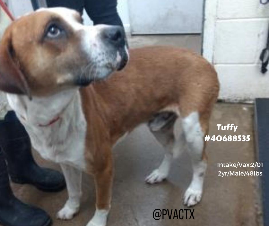 TUFFY looks terrified , who wouldn`t if you are dumped at #KillAnimalCenter #TX #PalmValley #Edinburg โ๏ธStated to have behavior issues with other #dogs & has kennel cough , again a #sick #dog with a deadline to leave #Facility ๐ก๐ญ
2/21 by 11 am โ๏ธhttps://www.facebook.com/pvacrescue/photos/a.790661434336930/2083225841747143/?type=3&theaterย โฆ #SaveMe