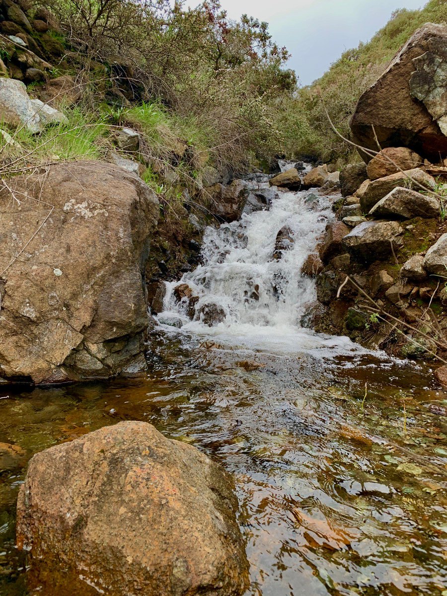 SLOParksandRec's tweet photo. These were taken by Ranger AJ inside the Irish Hills Open Space | Old Prospector Trail & Froom Creek 🌦😍 #sloparksandrec #sanluisobispo https://t.co/eT2wJwlKps