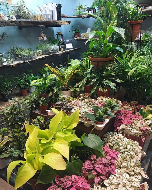 Is there such thing as having too many houseplants? We don’t think so 💚 .
.
.
.
.
.
.
.
.
.
#houseplants #houseplantsofinstagram #houseplantjournal #houseplanthome #houseplantcommunity #houseplantclub #houseplantgang #houseplantaddict #pothos #neonpo… ift.tt/2BIG26y