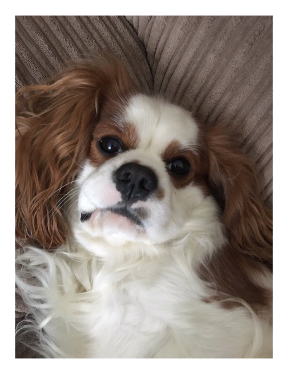 llauren_'s tweet photo. @MyUNiDAYS He was 4 yesterday! #LoveYourPetDay 🐶🐾 https://t.co/jC0Ro0MIHw