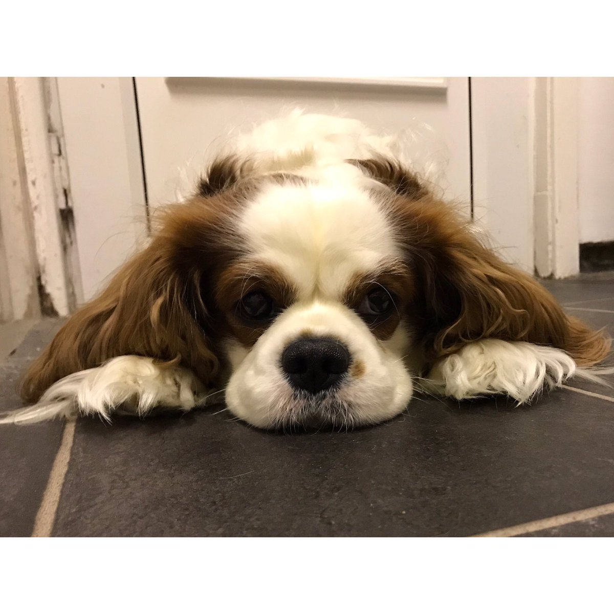 llauren_'s tweet photo. @MyUNiDAYS He was 4 yesterday! #LoveYourPetDay 🐶🐾 https://t.co/jC0Ro0MIHw