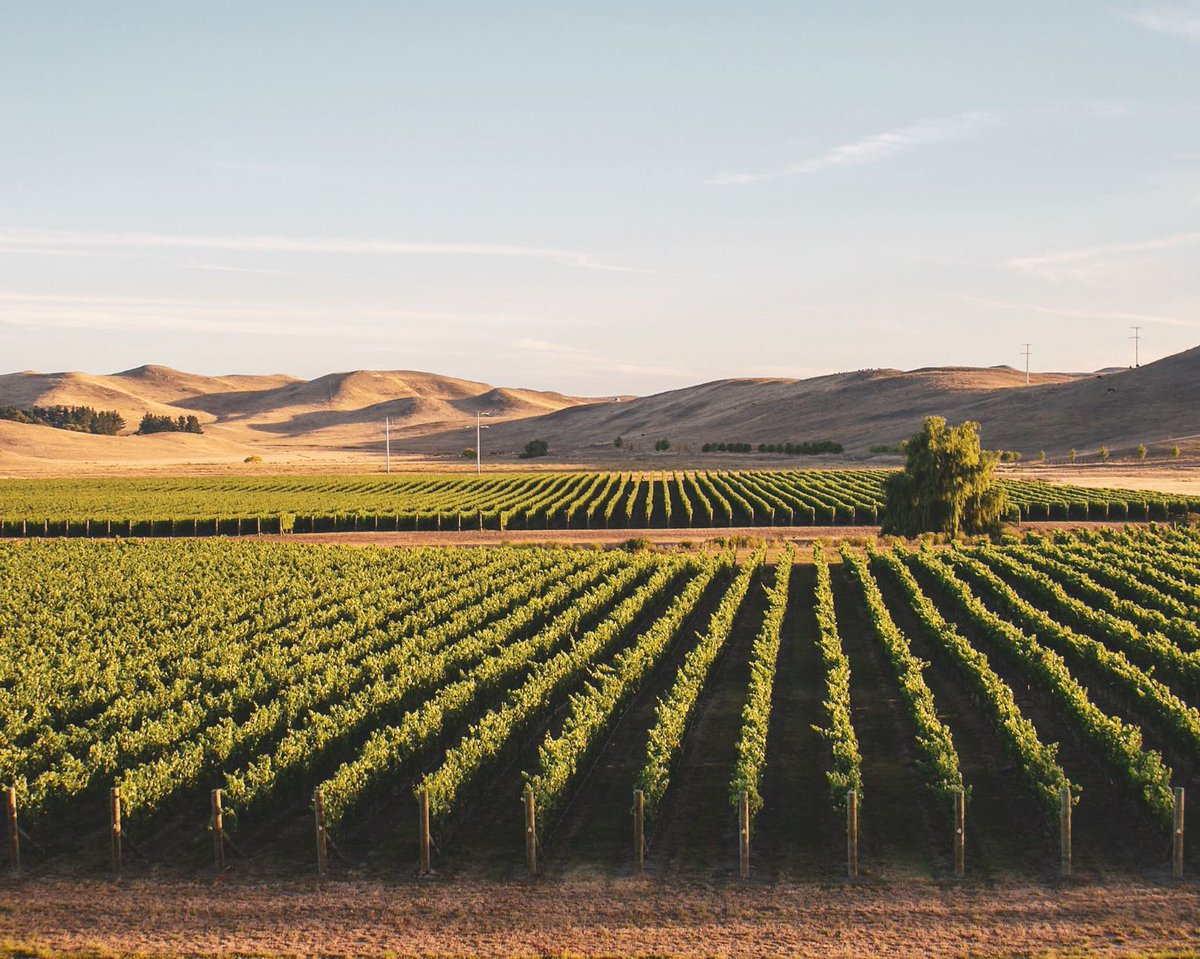 New Zealand Wine Europe (@nzwineeurope) on Twitter photo First sneak peek for #ProWein2019!
Our wineries showing wines from New Zealand’s second largest wine region Hawke's Bay at <a href="/ProWein/">ProWein</a>:
<a href="/joiynz/">JOIY Wines</a>
<a href="/CoopersCreekNZ/">Coopers Creek</a>
<a href="/CraggyRange/">Craggy Range</a>
<a href="/ElephantHill/">Elephant Hill</a>
<a href="/hahawine/">hahawine</a>
#OTUWines
#PaskWinery
@SacredHillWines
<a href="/saintclairwine/">Saint Clair Family Estate🍷</a>
@TeMataEstate
#Hall9StandE36 First sneak peek for #ProWein2019!
Our wineries showing wines from New Zealand’s second largest wine region Hawke's Bay at <a href="/ProWein/">ProWein</a>:
<a href="/joiynz/">JOIY Wines</a>
<a href="/CoopersCreekNZ/">Coopers Creek</a>
<a href="/CraggyRange/">Craggy Range</a>
<a href="/ElephantHill/">Elephant Hill</a>
<a href="/hahawine/">hahawine</a>
#OTUWines
#PaskWinery
@SacredHillWines
<a href="/saintclairwine/">Saint Clair Family Estate🍷</a>
@TeMataEstate
#Hall9StandE36