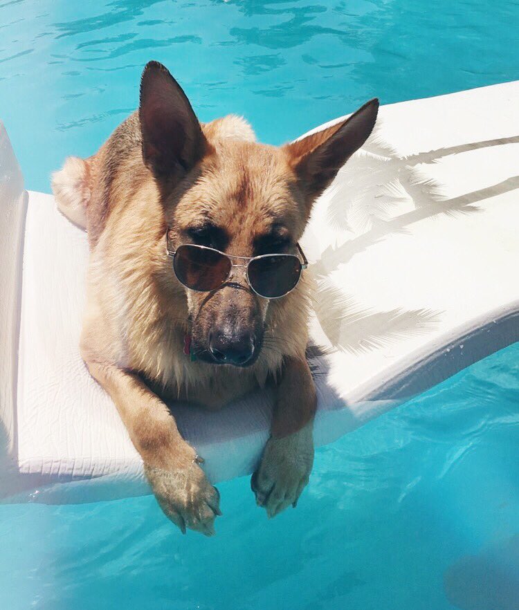 Tech_Admissions's tweet image. This is Thor and Athena, counselor Lindsey’s dogs!