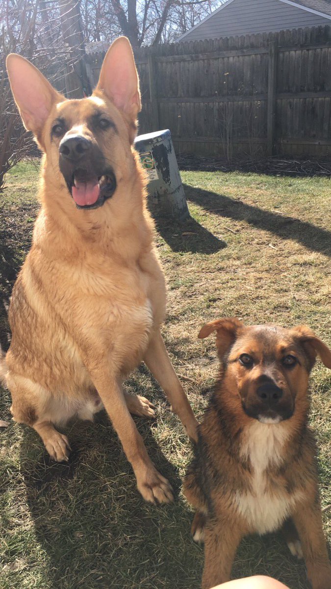 Tech_Admissions's tweet image. This is Thor and Athena, counselor Lindsey’s dogs!