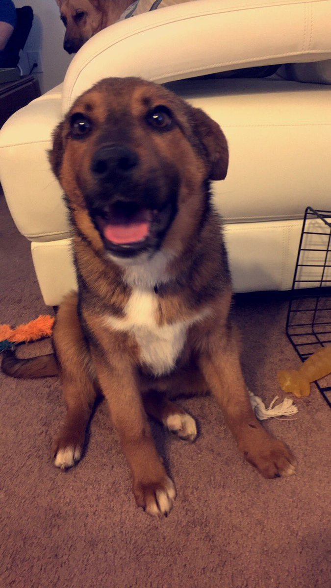 Tech_Admissions's tweet image. This is Thor and Athena, counselor Lindsey’s dogs!