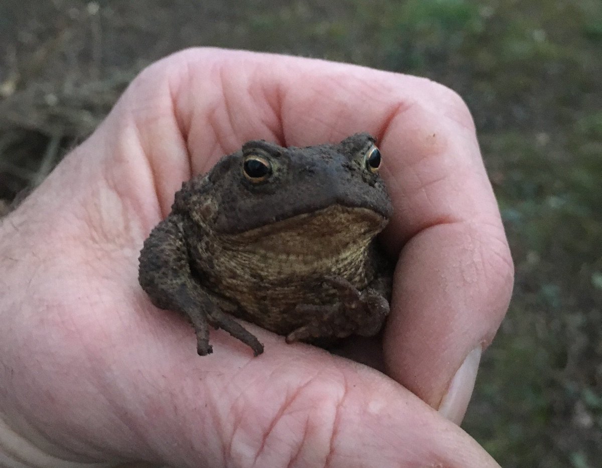 AlanEDown's tweet photo. I guess it has every right to look grumpy as I must have inadvertently disturbed it from hibernation. #toad #mynewgarden #ditchdigging https://t.co/cofTxUEmOu