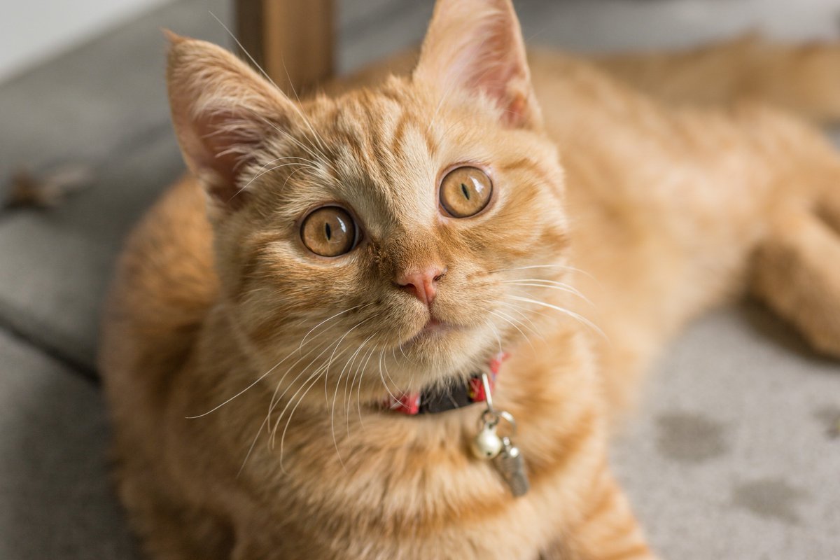 Protect_MyPet's tweet photo. If you're trying to decide whether a collar is right for your #cat, or which collar you should choose, you will find our vet's latest blog very useful. Learn about the benefits and risks of various cat collars. https://t.co/Sk3SsSJOXn #Catblog #LoveYourPetDay #ProtectMyPet #Cats https://t.co/b2Hnk30ys6