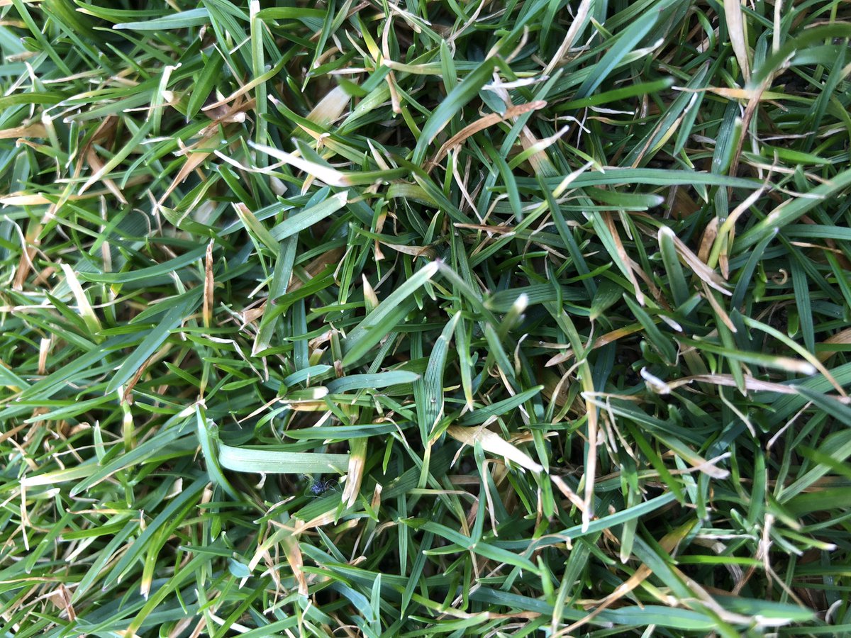 TurfSpartanLord's tweet photo. Peeked under the grow tarps ahead of today’s snow/sleet/rain event. Soil temp was near 42F at a 2” depth. New leaf tissue is slowly appearing and best of all, no visible disease issues. #KnowYourField #SpringIsComing #CheatingtheSeasons https://t.co/2ZthMn0cpF