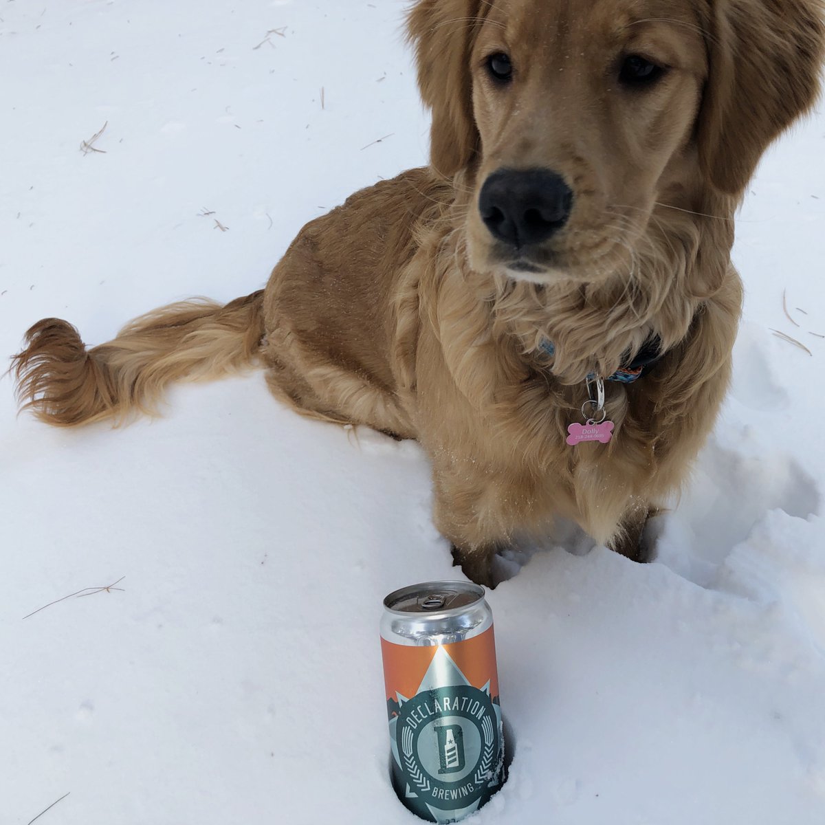 We love our pets, even when they photobomb our crowler shoot. 🙄
Happy National Love Your Pet Day!

#DeclarationBrewing #LoveYourPetDay #NationalLoveYourPetDay #crowler #coloradocraftbeer #craftbrew