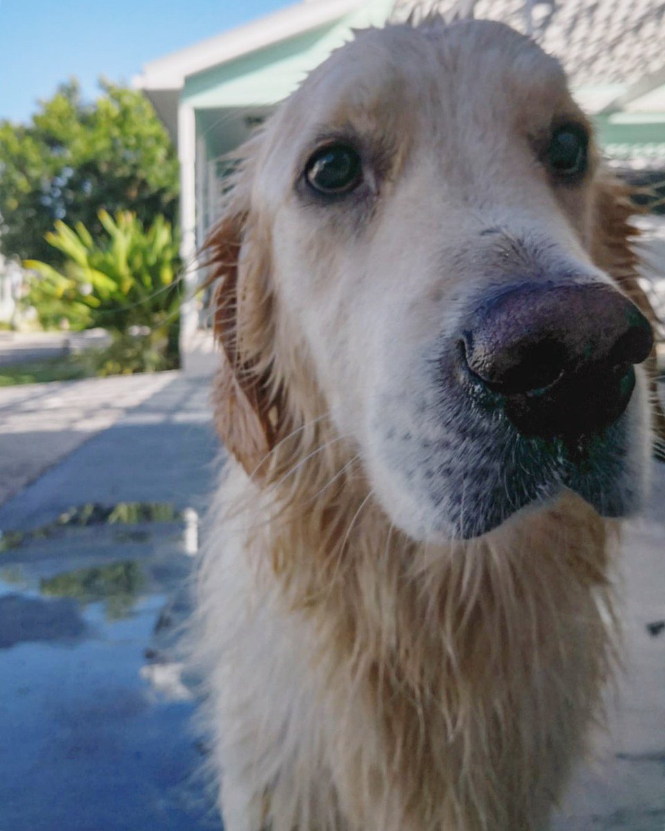 JemimaForbes's tweet photo. My unofficial pet #LoveYourPetDay #handsomehamish #dogsoftwitter #goldenretriever https://t.co/Vaj9zKrrTP