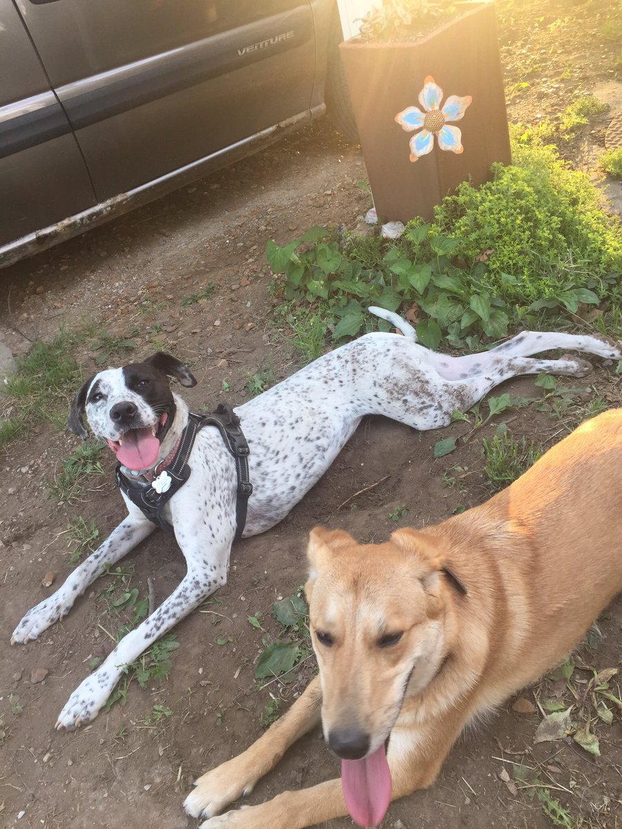 CMiSutherland's tweet photo. @dog_rates Lucy (the white one) hanging with her buddy Bailey. https://t.co/kk4O0qJYQE