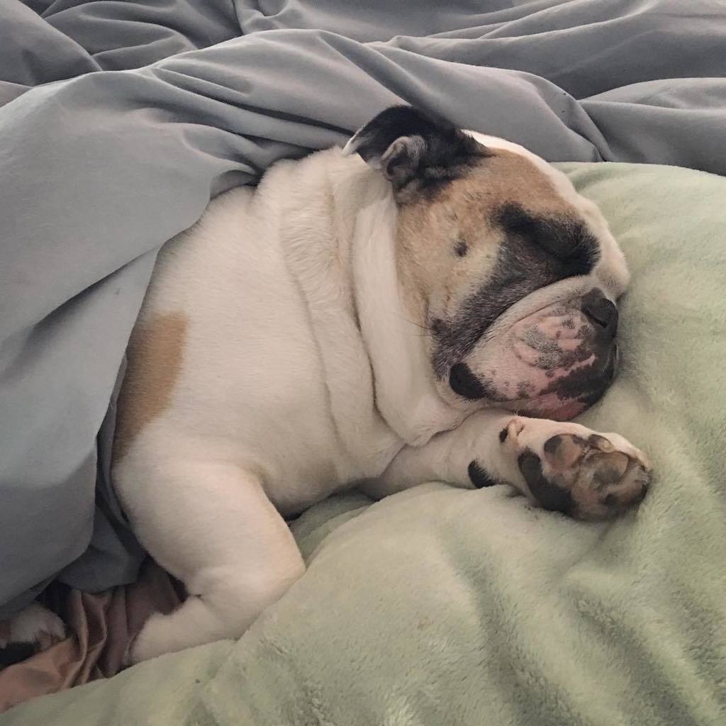 SmotheringRugby's tweet photo. Happy #loveyourpetday from this guy who clearly doesn’t get enough love https://t.co/gU4dnCEEyS https://t.co/20OfFWQWPo