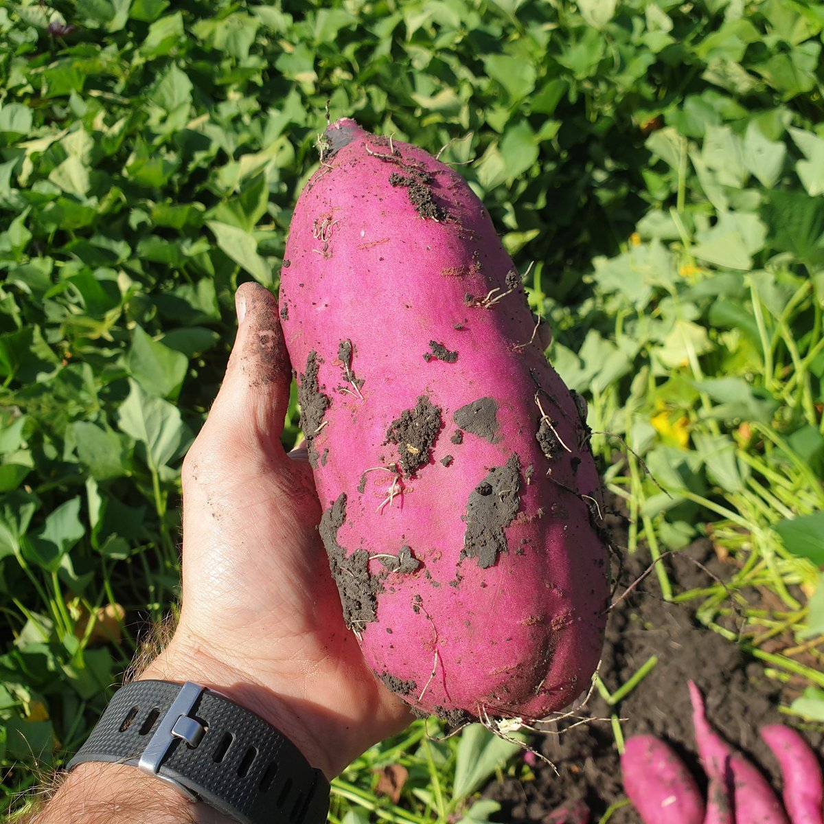 The old faithful Blesbok Sweet Potato. Harvest under way! #agriculture #sweetpotato #farming #soilhealth #vegetable #healthy #harvest