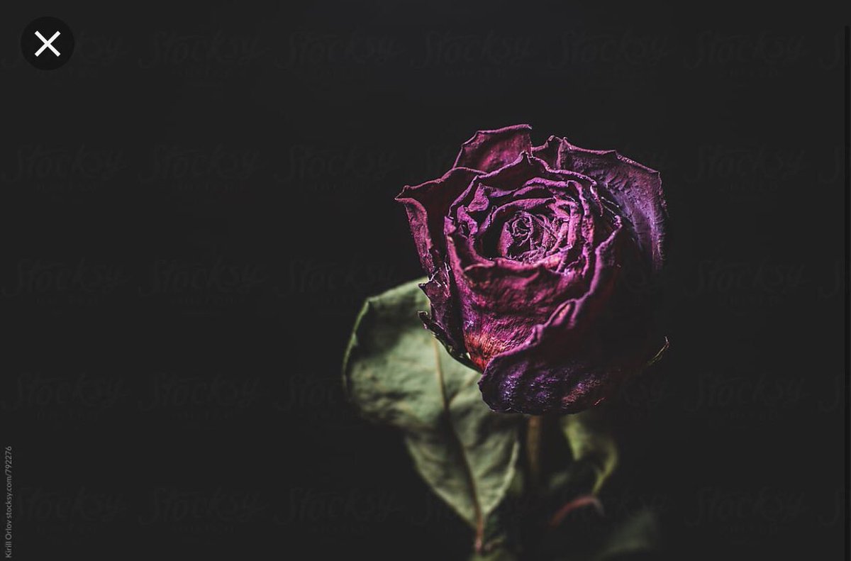 Lucy2019_'s tweet image. A rose can mean many things