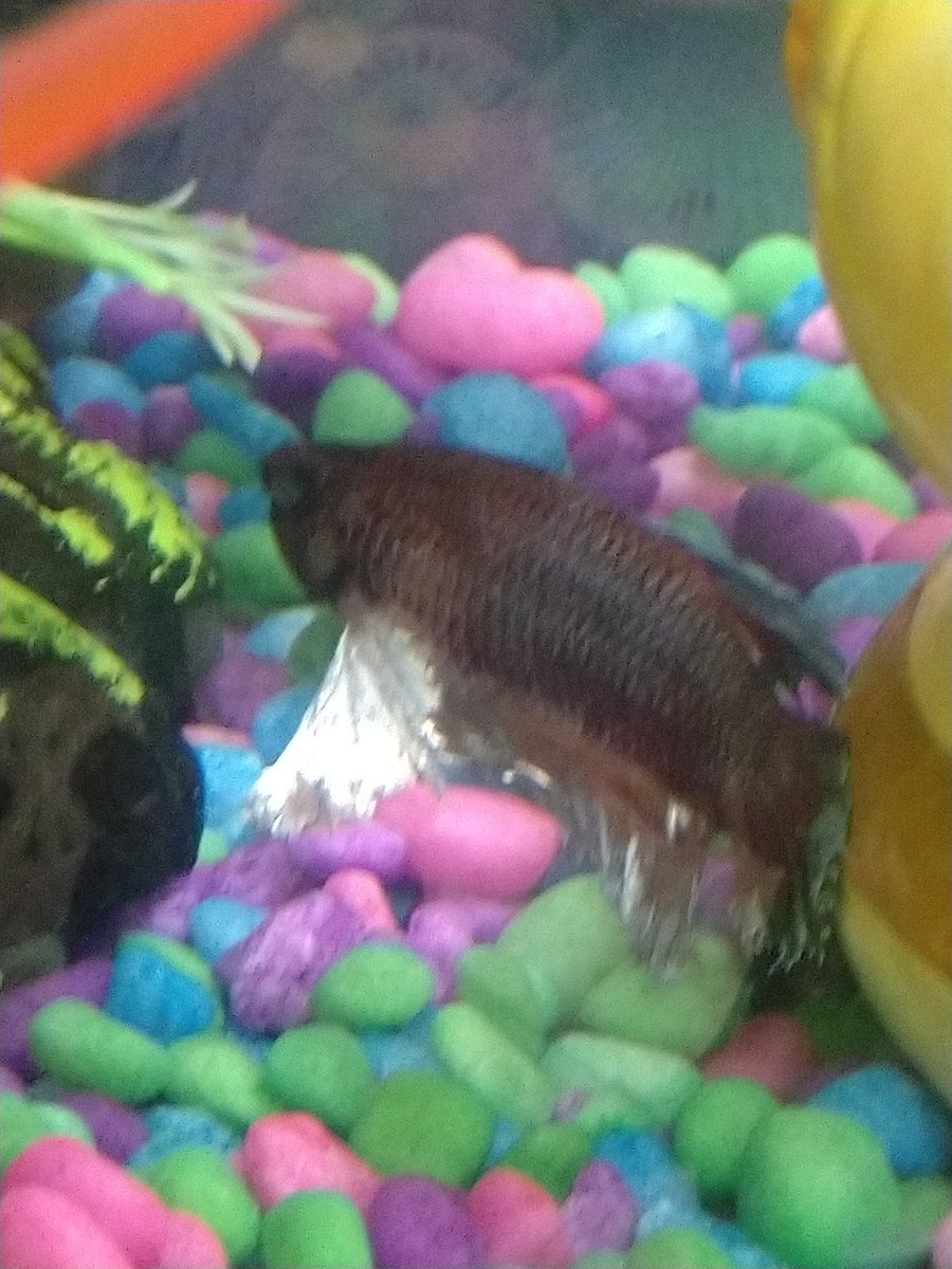 NigelMoon79's tweet photo. Happy National Pet day for those who have pets! 🐠😎 https://t.co/hdeDDlmiCU