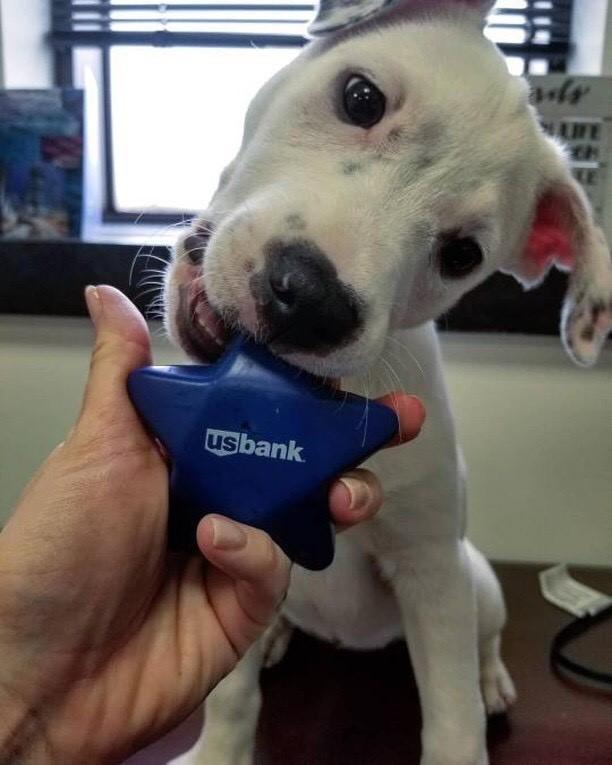 usbank's tweet photo. We love your pets. And we love ours, especially when they chill in the office with us. (Like Lilly Swizz did at our Norwood Park, Chicago branch) Got a pic of your pet at our branch or drive-through? Post with #usbank or #dogsofusbank for a chance to be featured. #LoveYourPetDay https://t.co/tc0WvnaP4A