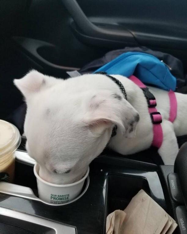 usbank's tweet photo. We love your pets. And we love ours, especially when they chill in the office with us. (Like Lilly Swizz did at our Norwood Park, Chicago branch) Got a pic of your pet at our branch or drive-through? Post with #usbank or #dogsofusbank for a chance to be featured. #LoveYourPetDay https://t.co/tc0WvnaP4A
