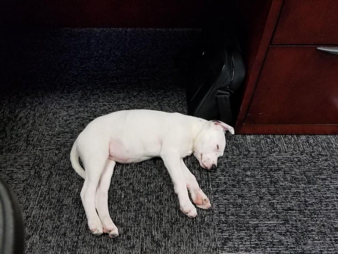 usbank's tweet photo. We love your pets. And we love ours, especially when they chill in the office with us. (Like Lilly Swizz did at our Norwood Park, Chicago branch) Got a pic of your pet at our branch or drive-through? Post with #usbank or #dogsofusbank for a chance to be featured. #LoveYourPetDay https://t.co/tc0WvnaP4A