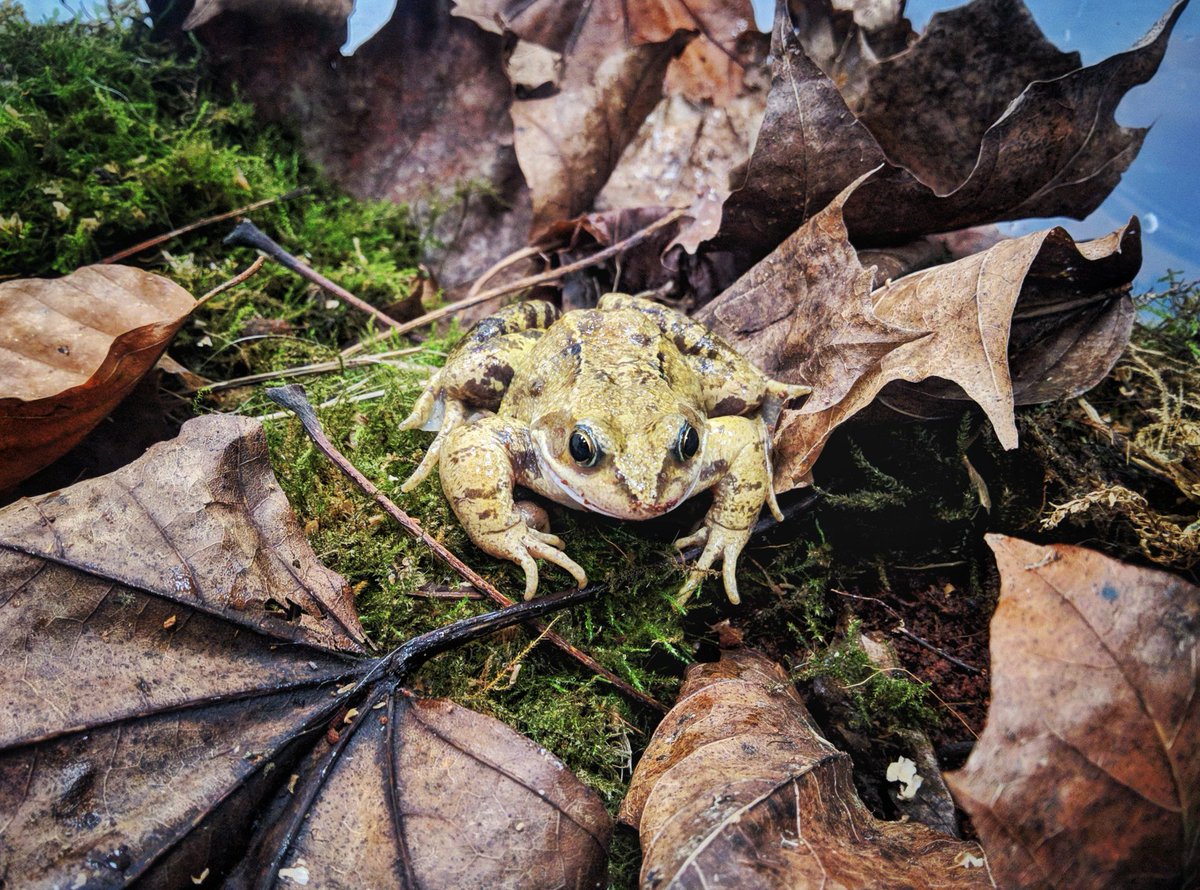 HelicopterEars's tweet photo. Thank you for helping me—Bud. I have been to a vet, and I have an update for all my supporters. If you want to follow my news and updates, let me know by emailing bud@helicopterears.org and I'll be sure to include you! Much frog-love to you all. Bud 🐸❤ #wildlife #frogs https://t.co/aYFEVsQUsV