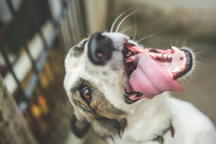 The Daily Puppy tweet media