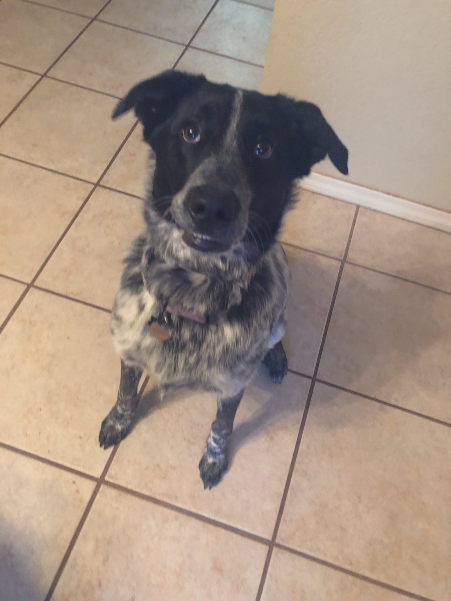 tori_collet's tweet photo. #NationalLoveYourPetDay ♥️ https://t.co/zarNaR8JnD