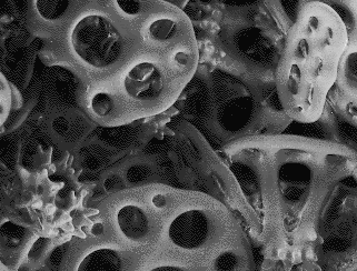 holothuroids's tweet photo. "The universal use of the microscope by paleontological observers will result in the discovery of anchor-shaped spicules &amp; wheels of [sea cukes🥒] in the more modern..formations which compose the Earth's crust" 

Right you were, Henry Alleyne Nicholson (1879) 

We are everywhere! https://t.co/V4MeE02rcB