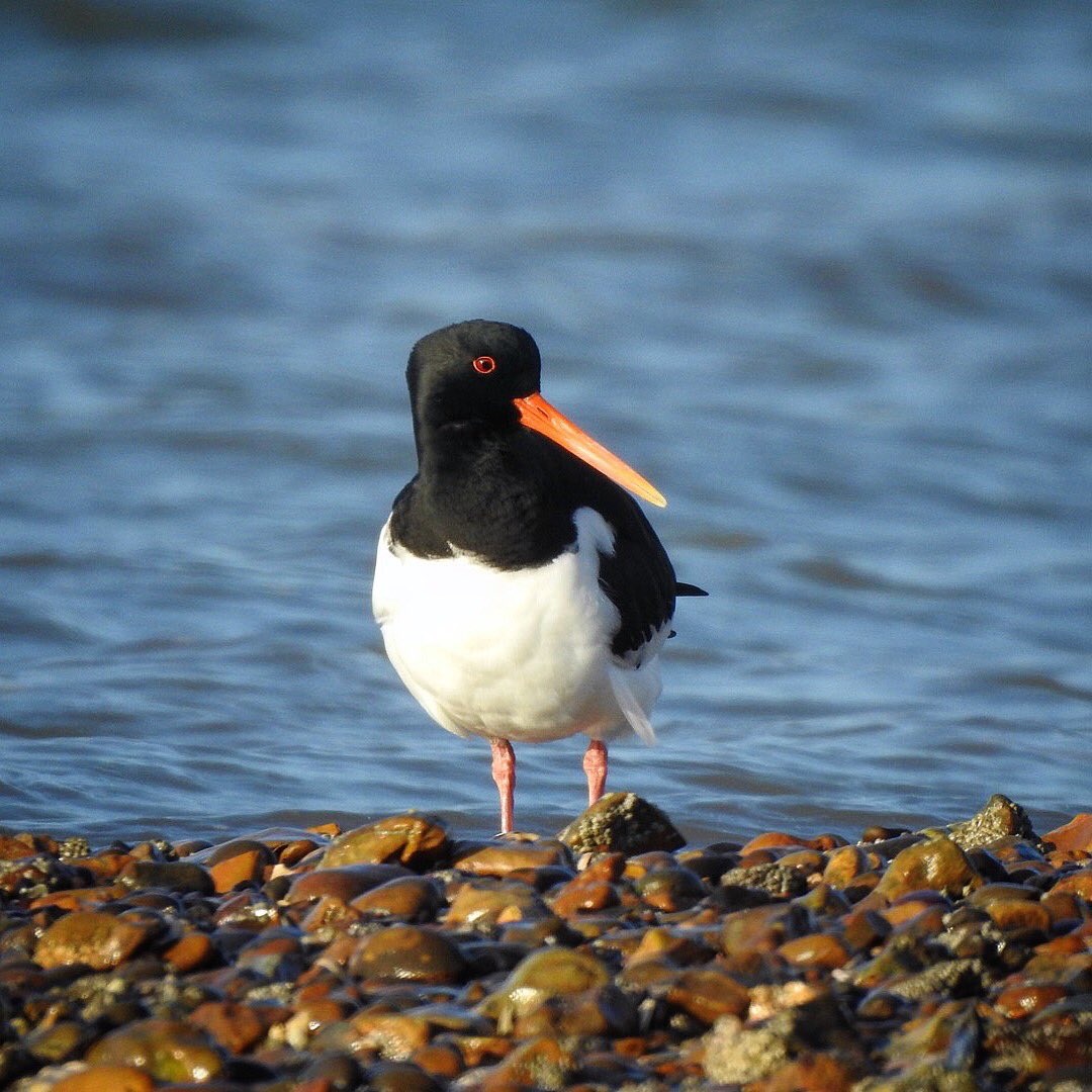 #OysterCatcher @essexcoast @BBCSpringwatch @BBCEarth @BBCEssex @bbcsoutheast @UKNikon #essexcoast #naturelover