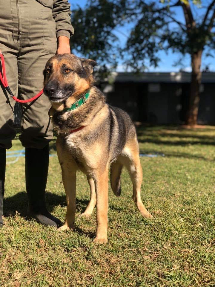URGENTE URGENTE EN PERRERA
Esta es la cara que se te queda cuando con 3 años viviendo con tu familia deciden que ya no te quieren, a sus dueños les ha dado igual dejarlo que lo sacrifiquen.
Necesita adopción, acogida, madrinas, ese no puede ser su final
Contacto 637219522
