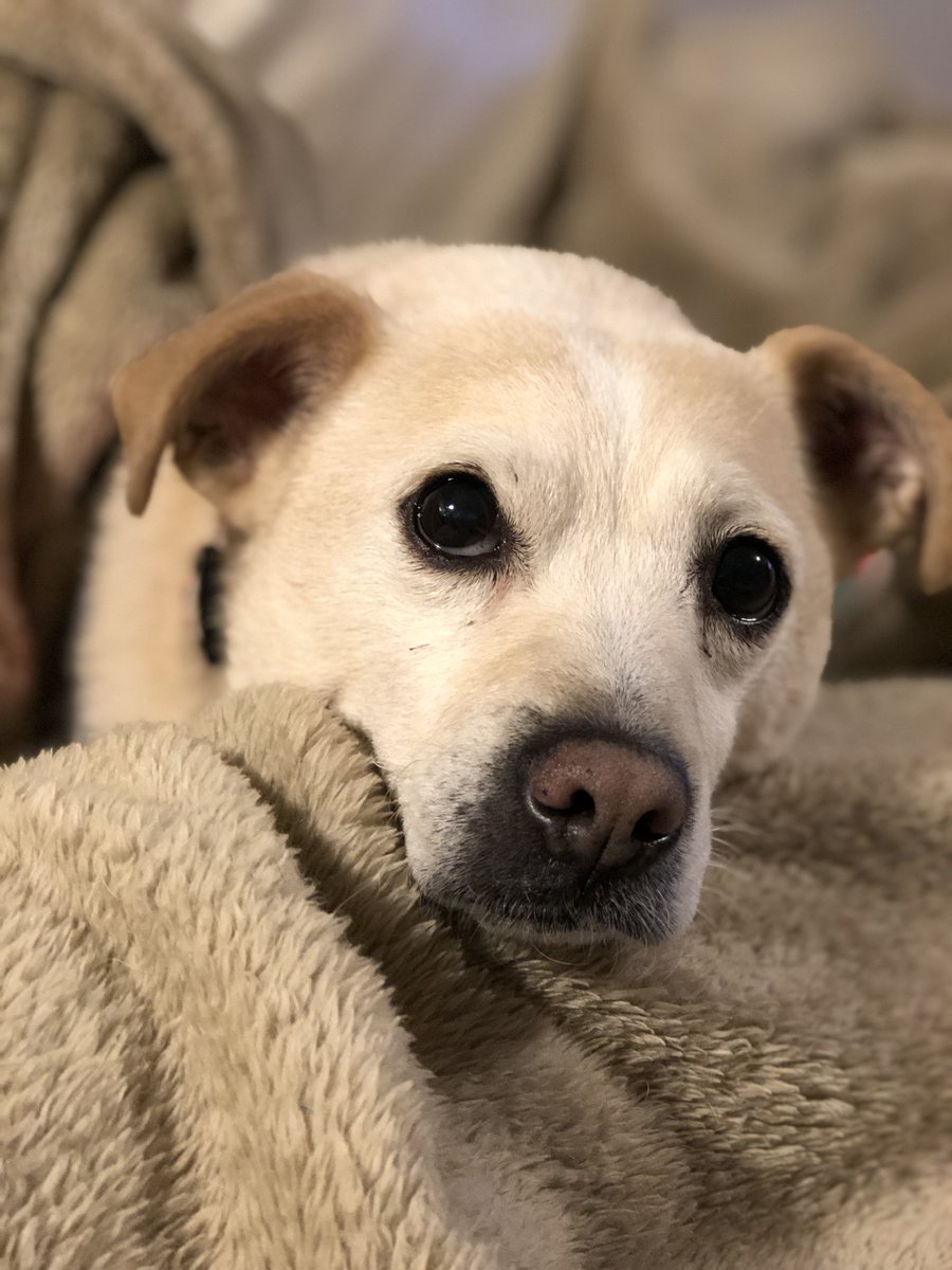 Happy National #LoveYourPetDay! We're celebrating by sharing stories and pictures of all the pets we love. Tell us about yours! 🤗