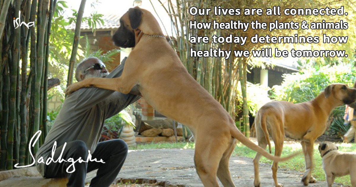 NISH124's tweet photo. Is animal testing necessary?

 https://t.co/81D6TuyHym

#SadhguruInLA #Sadhguru #InnerEngineering #LoveYourPetDay #NLYPD, #NationalLoveYourPetDay, #WednesdayWisdom  #cat, #dog https://t.co/MQp4XxDi0G