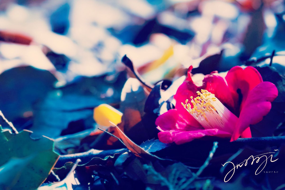 離れ離れになったとしても….

#椿 #camellia #camelliajaponica #花 #flower #自然 #nature #東京 #tokyo #写真 #photo #photography