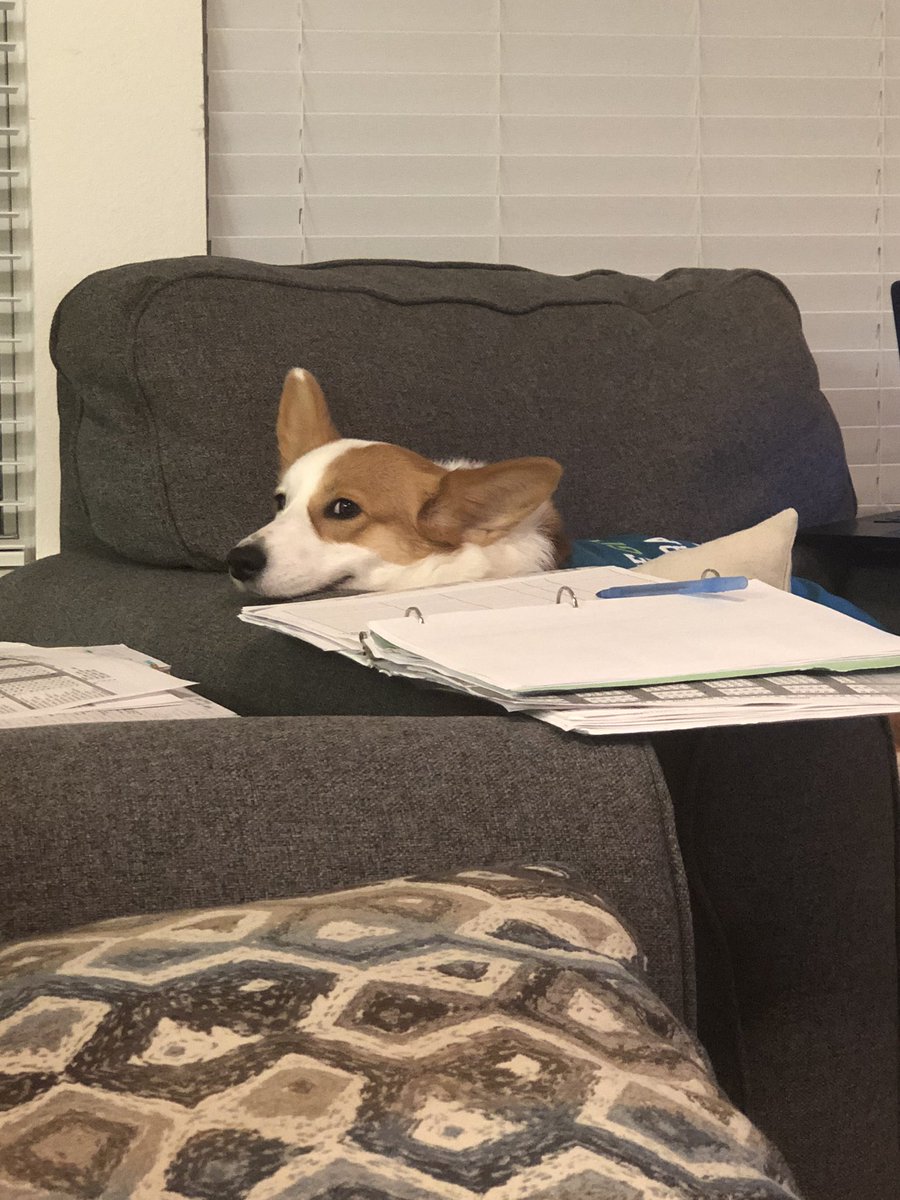 takithecorgi's tweet image. Work work work work
