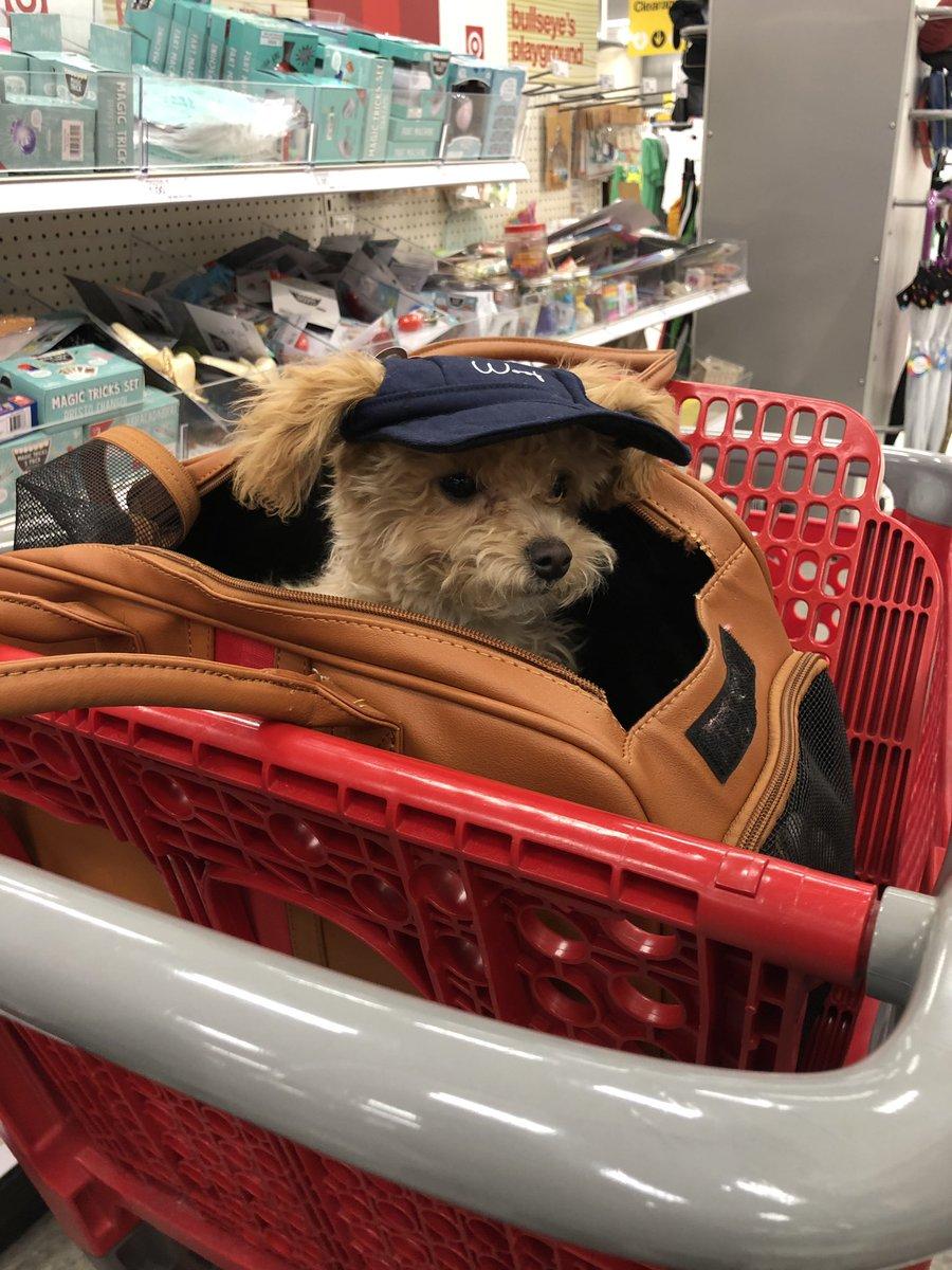 C_Ghantous's tweet photo. @daniellefishel @dog_rates Buster bear! https://t.co/Y6Xtvbq3DC