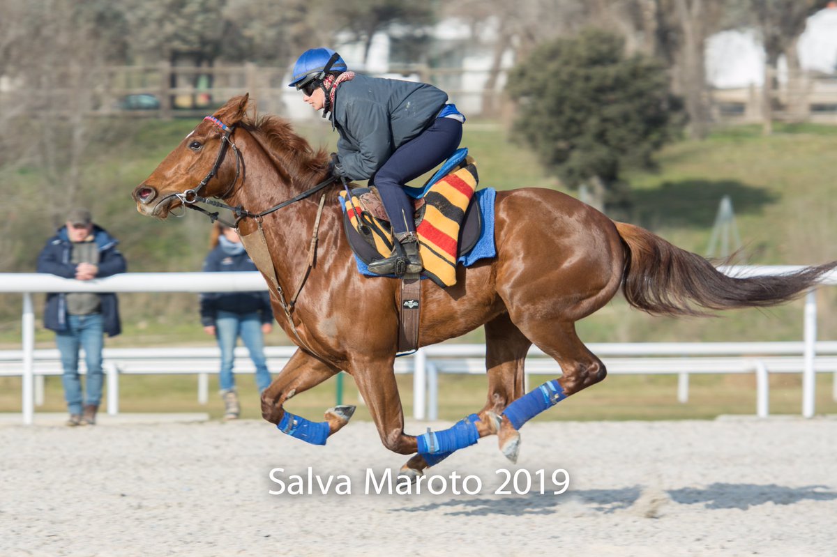 SalvaMaroto3's tweet photo. Claudine is flying 🏇🏇🔥🔥🔥🔥
@HipodromoMadrid @claudinecaza @CazalisClaudine #galopes #MadridIsComing https://t.co/e6OznTcRZ0