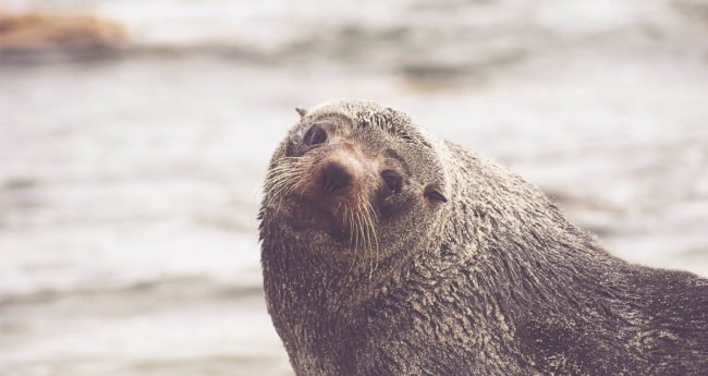 Researchers track down owner of working USB found in frozen seal poo - bit.ly/2TZ0NSN