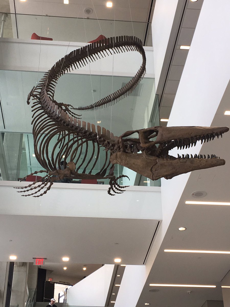 KUWellness's tweet photo. Our favorite part was the Mosasaur fossil suspended from the ceiling #MoveNLearn #exploreKU https://t.co/Xrd9s8ycp7