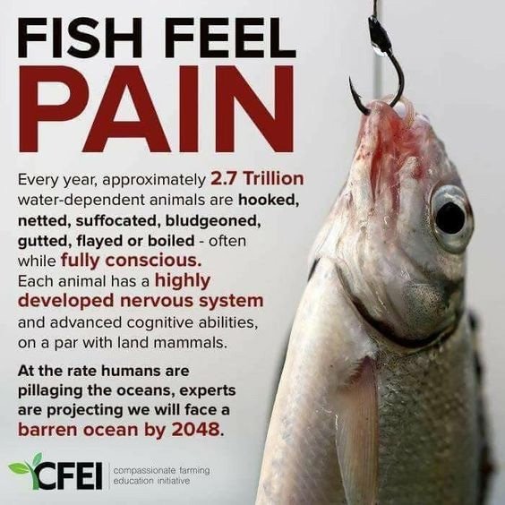 Do Fish Feel Pain?