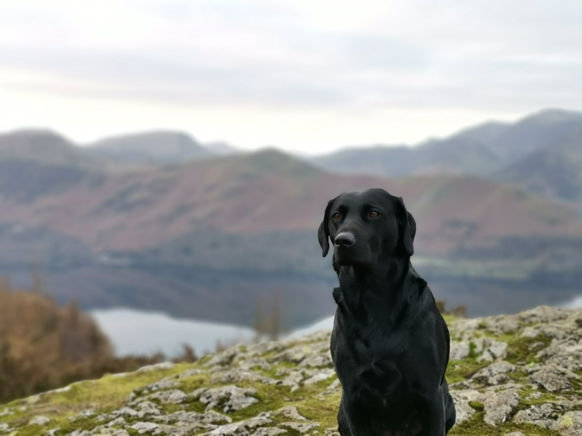 sykefarmcamping's tweet photo. Thought we would support #LoveYourPetDay. Why not RT with a photo of your #pets #wallacrag #LakeDistrict @glocky9 @glockyk9 @NotJustLakes @keswickbootco https://t.co/u4GsFmi7XC