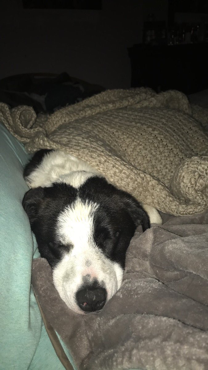 lacee_keller's tweet image. don’t let this face fool you. she completely busted her kennel and ate my roku remote today...😩 #puppystage #50poundpup #dogmomprobs