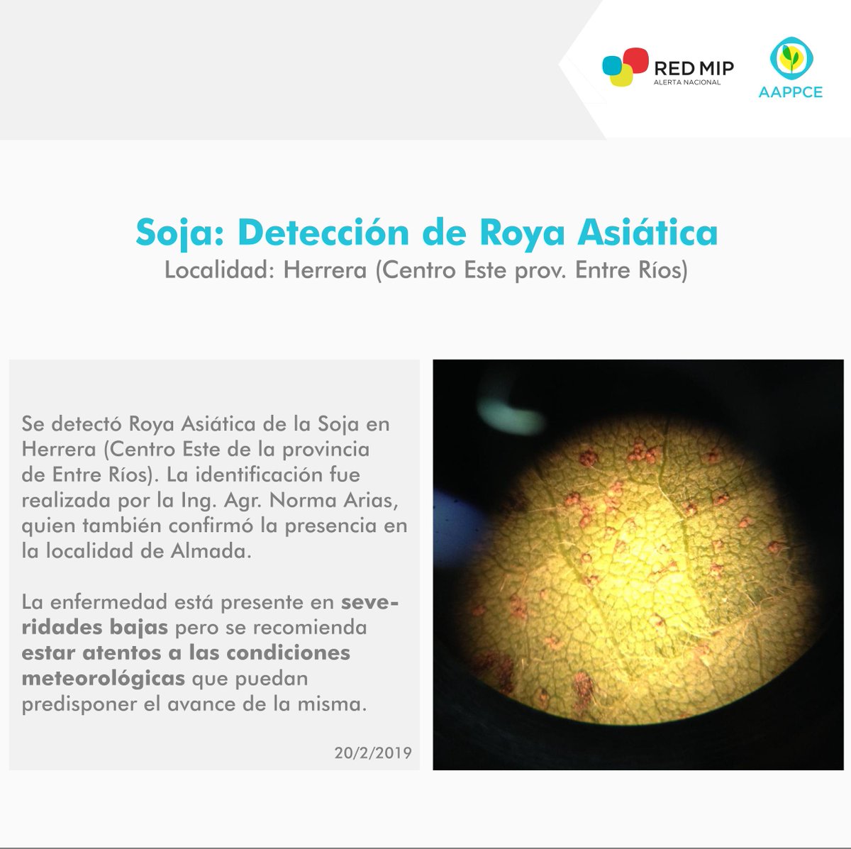 📌🌱La #RegionalCentroNorteAAPPCE informa la detección de #RoyaAsiática de la #Soja en la zona Centro Este de Entre Ríos. #RedMIP #ProtecciónProfesional #YoMonitoreo. CC: <a href="/anicurti/">Analía Curti</a> <a href="/PabloAngelotti/">Pablo Angelotti</a>
