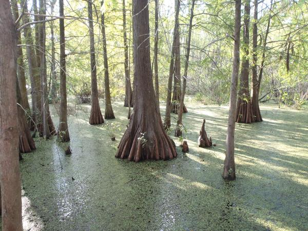 NCState_Wetland's tweet photo. Hot off the press!  Extension fact sheet - Natural and Constructed Wetlands in North Carolina: An Overview for Citizens
https://t.co/goWQZMaKP8 https://t.co/eFhGa9VLjA