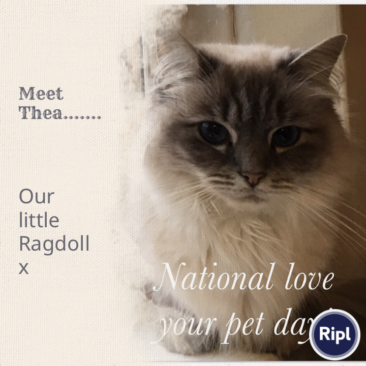Belladonnadj's tweet photo. National love your pet day #loveyourpet  #nationalloveyourpetday #loveyourpetday @belladonnadj via https://t.co/RX9Oz8kwGh https://t.co/JqjJy1AXsZ