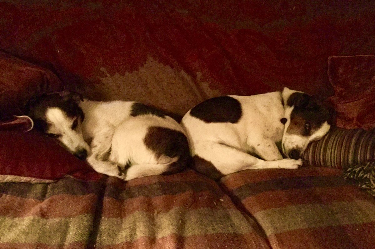 Berwickshire1st's tweet photo. As #LoveYourPetDay draws to a close our half-brother #jackrussellterrier s have commandeered sofa as usual #bumtobum
Comfort from @OKA and lovely #wool throw from #homeoftweed Lovat Mill in #Hawick 
Life in ⁦@scotborders⁩ at its best- I’m about to join them! https://t.co/fAgAe8vHlL