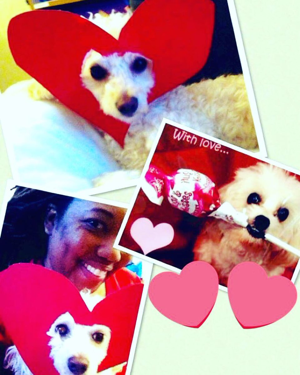 DrFaniel's tweet photo. #LoveYourPetDay #PremaDiva #DoggyDaughter #PrettyPoodle #PuppyPrincess #MalteseModel #BarkingBaby #Maltipoo #LongHairDontCare #ShortFroLoveItSo ❤️🐾🐩❤️ https://t.co/MKHGwTdrvj